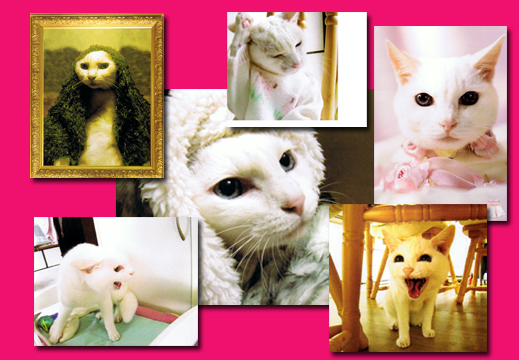 しろいねこ　すえこ笑劇場