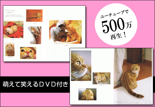 ２足立ちネコ　こまのほのぼの日和　ＤＶＤつき