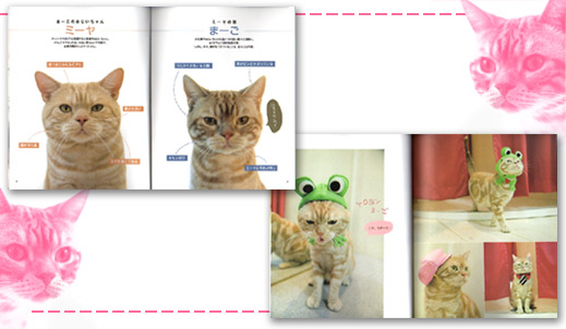 テレビねこ　まーごのお仕事