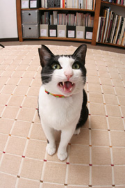 はっちゃん画像