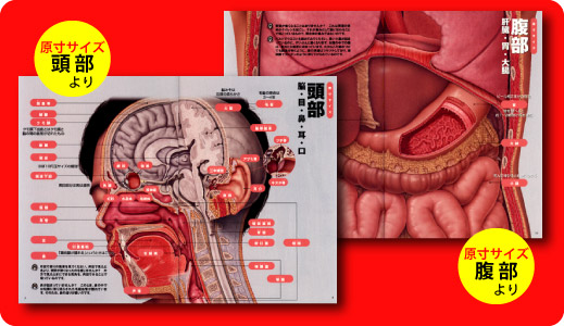 別冊宝島１４２５　原寸図解　人体のからくり
