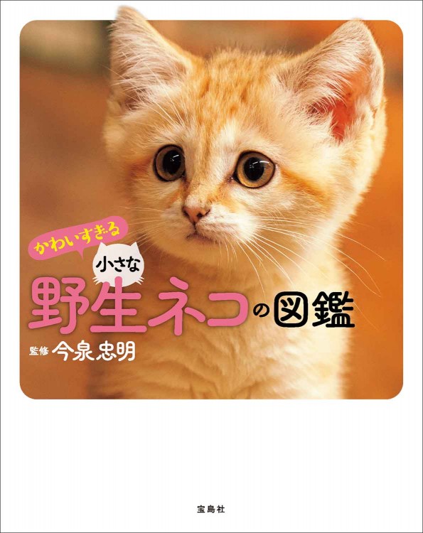 かわいすぎる小さな野生ネコの図鑑