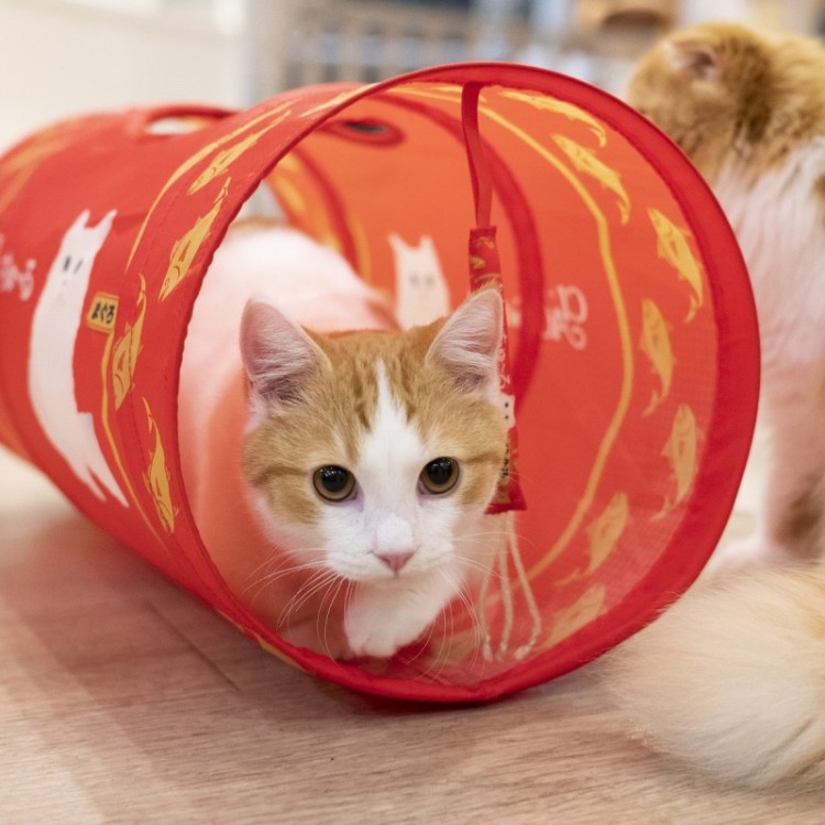 CIAO ちゅ～る 世界の猫を喜ばす キャットトンネル BOOK SPECIAL PACKAGE